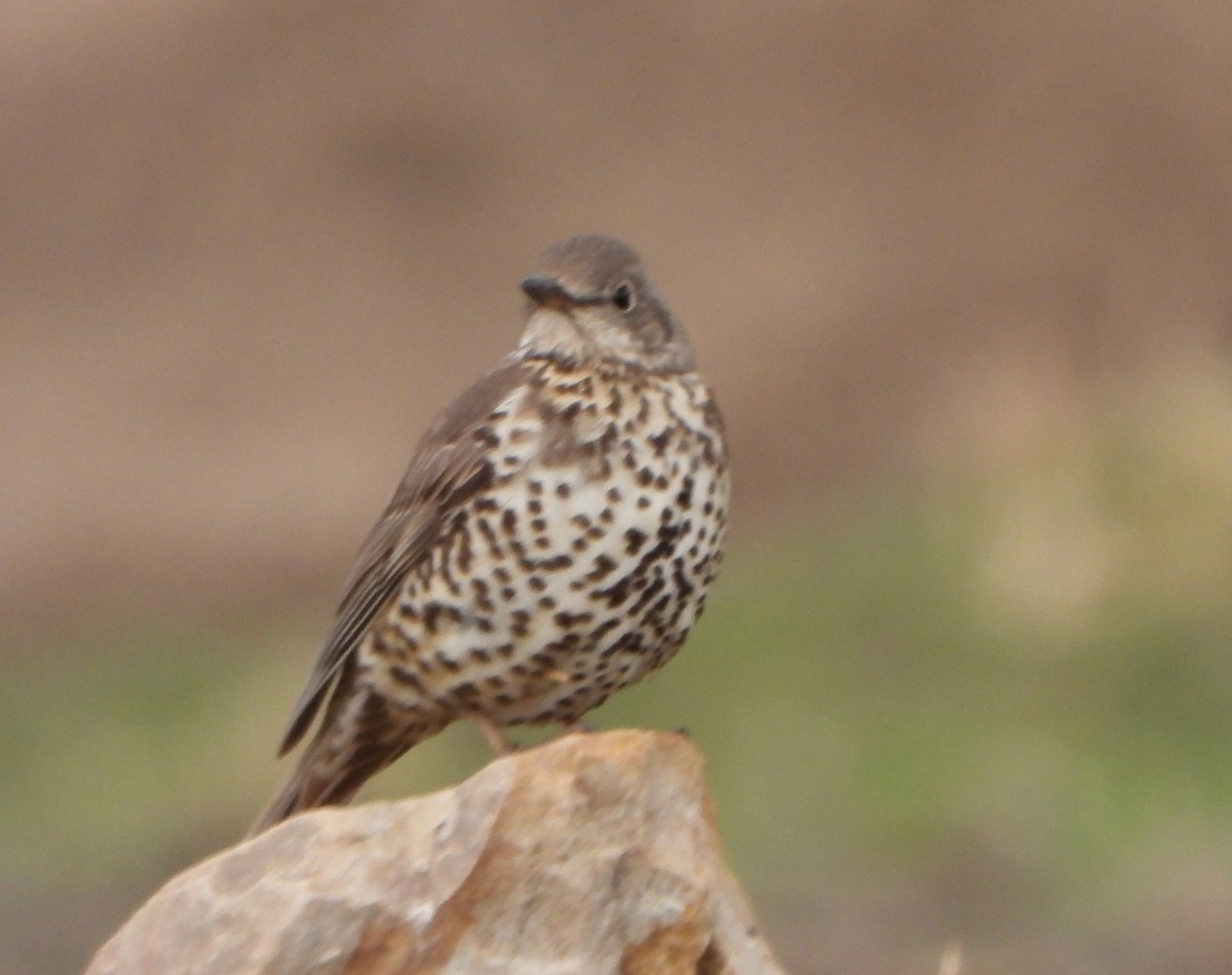 Mistle Thrush - ML617265694