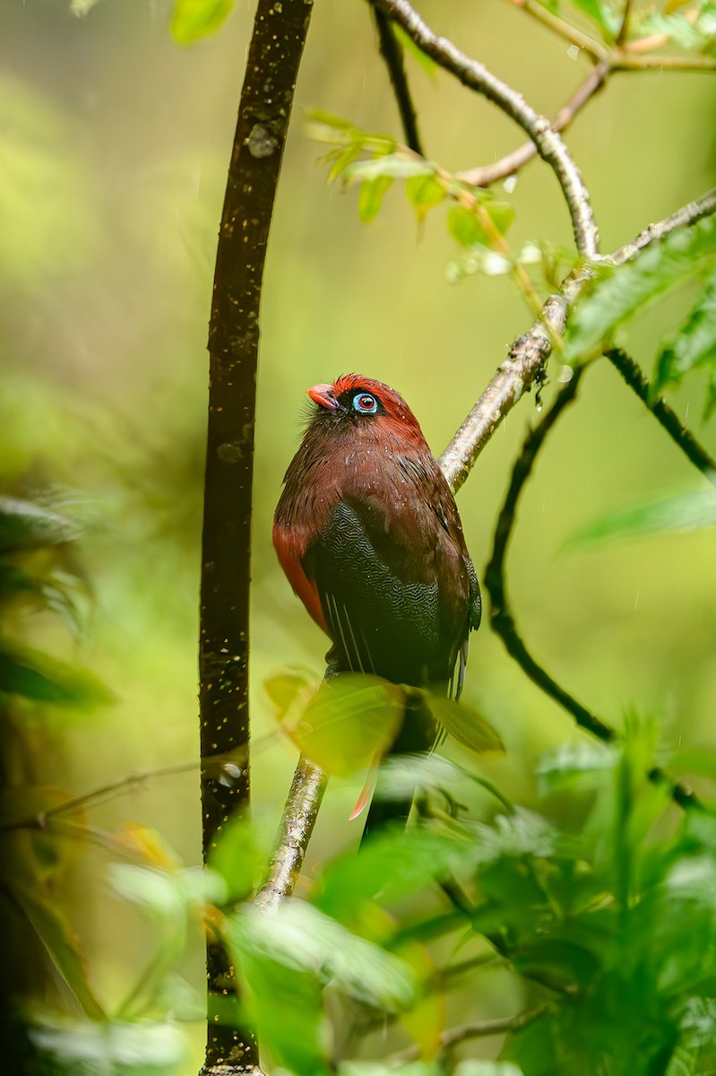 trogon růžovoocasý - ML617265705