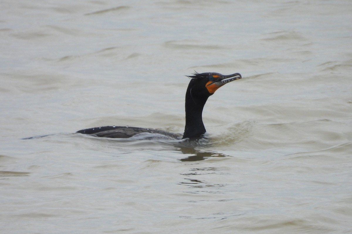 Double-crested Cormorant - ML617265742