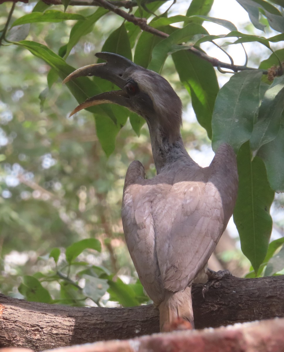 Indian Gray Hornbill - Gargi Dalawat