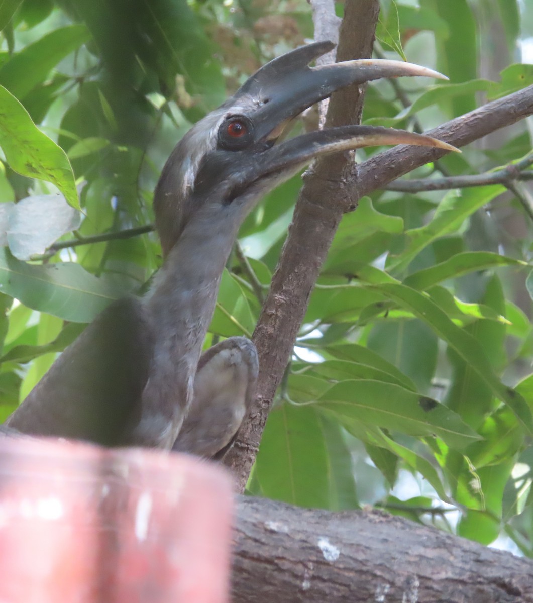 Indian Gray Hornbill - Gargi Dalawat