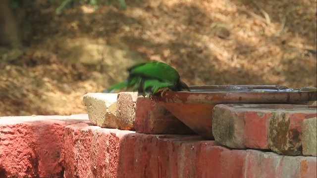 Brown-headed Barbet - ML617265803