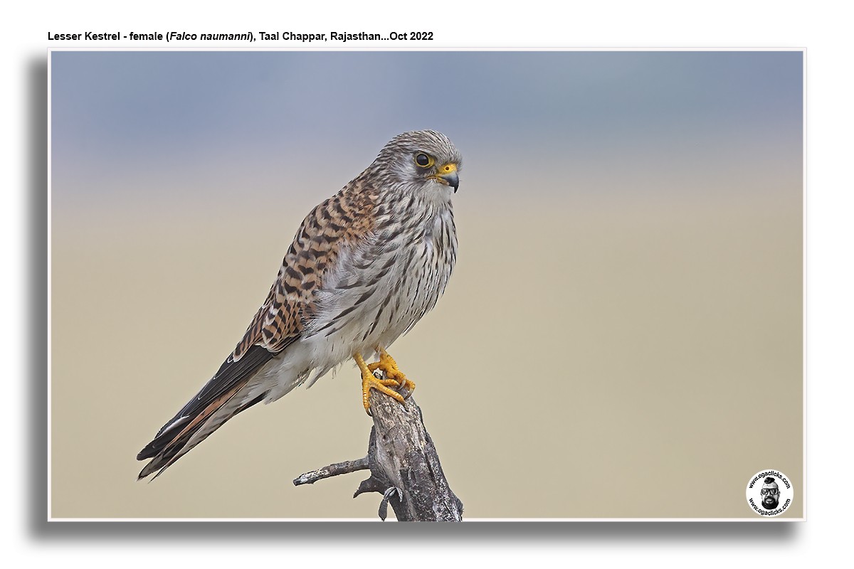 Eurasian Kestrel - Saravanan Janakarajan