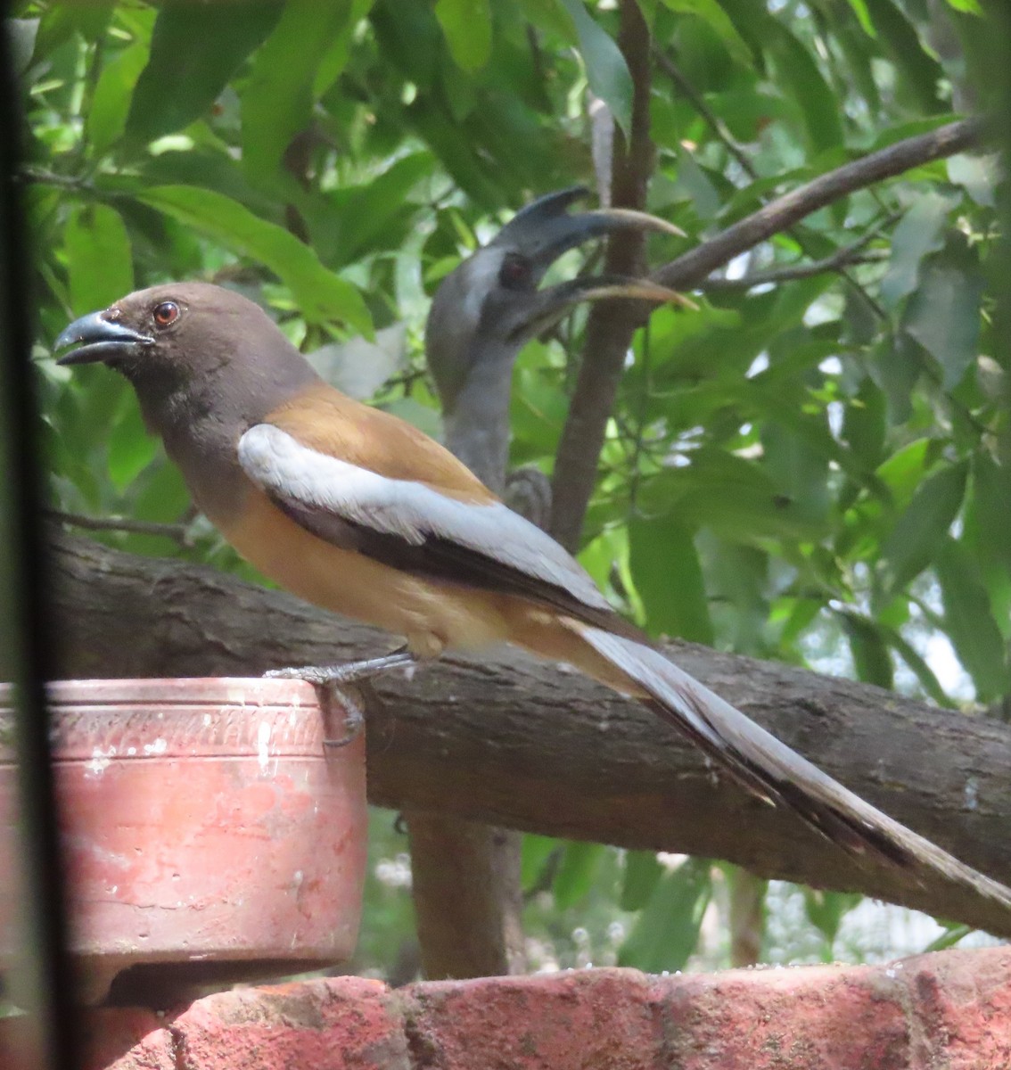 Rufous Treepie - Gargi Dalawat