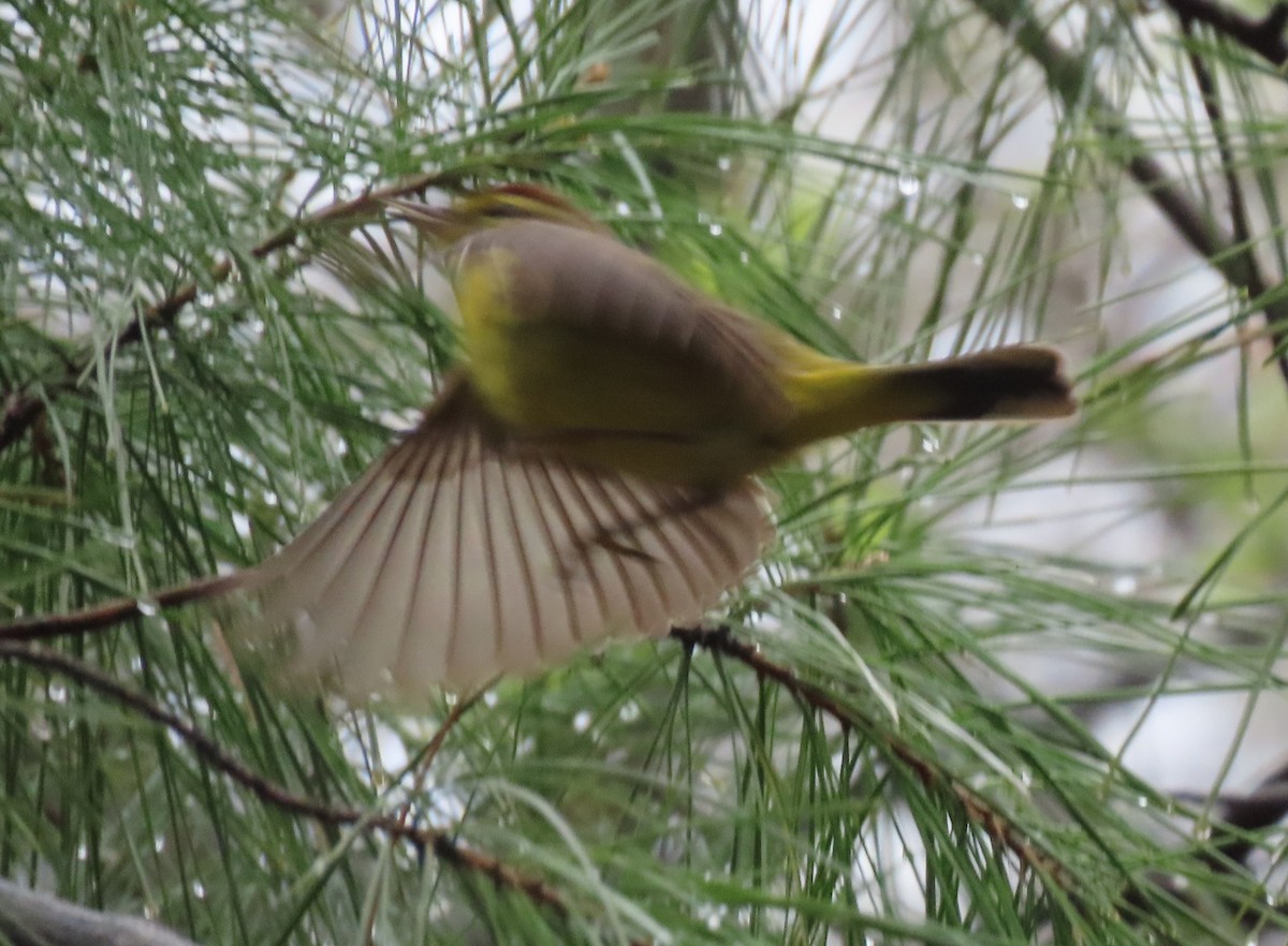 Palm Warbler - ML617265841