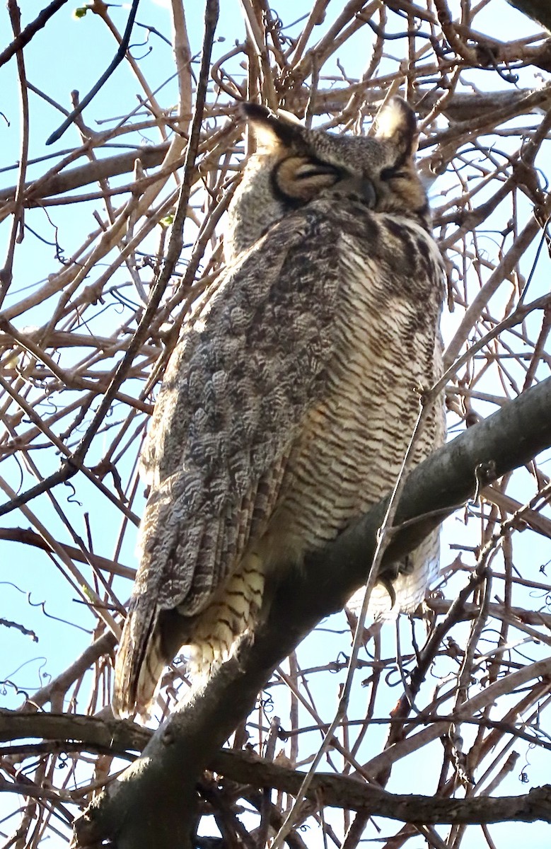 Great Horned Owl - Micky Louis