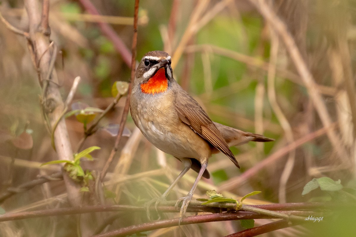 Өнгөлүүрт гургалдай - ML617265876