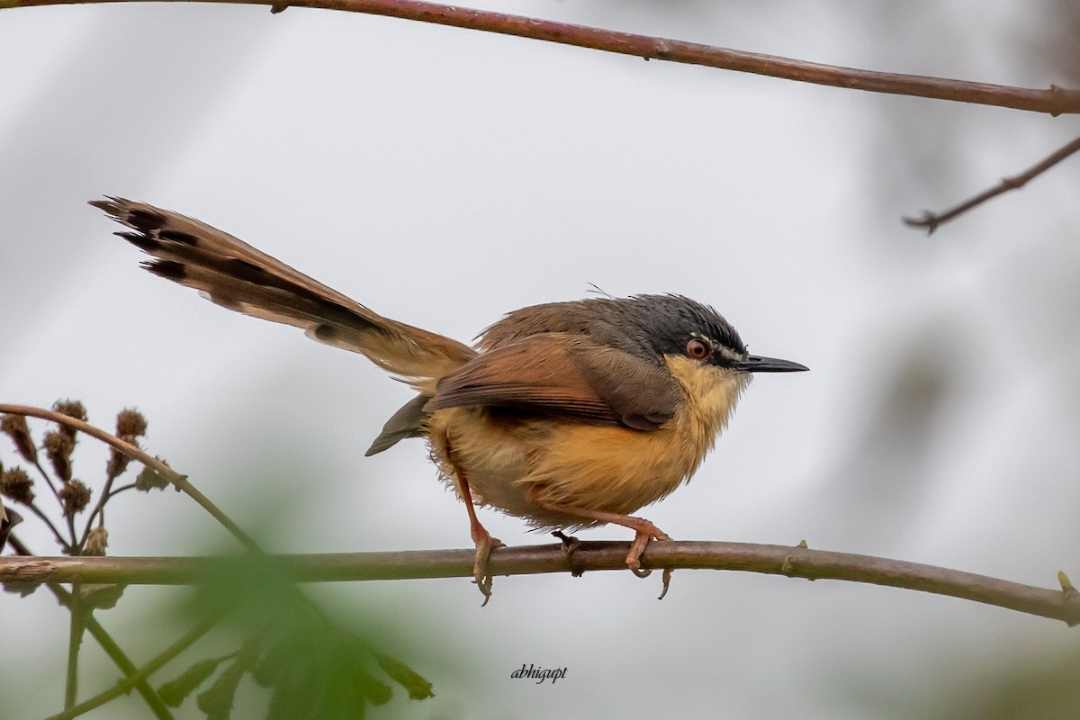 Ashy Prinia - ML617265895