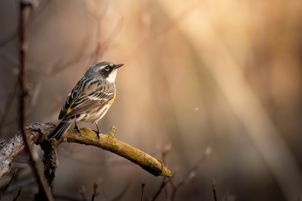 Yellow-rumped Warbler (Myrtle) - Beau Cotter