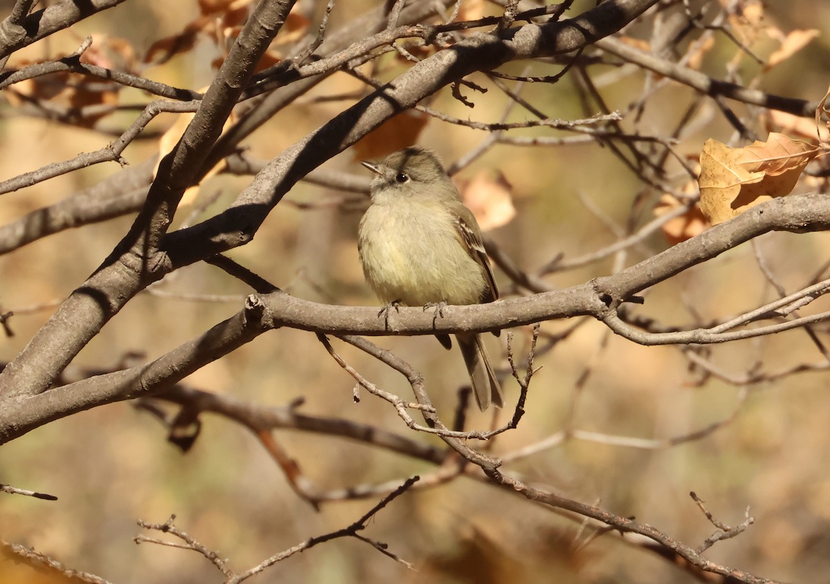 Mosquero sp. (Empidonax sp.) - ML617265928