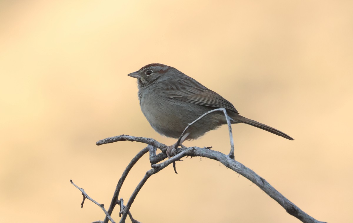 Rufous-crowned Sparrow - Matt Hysell