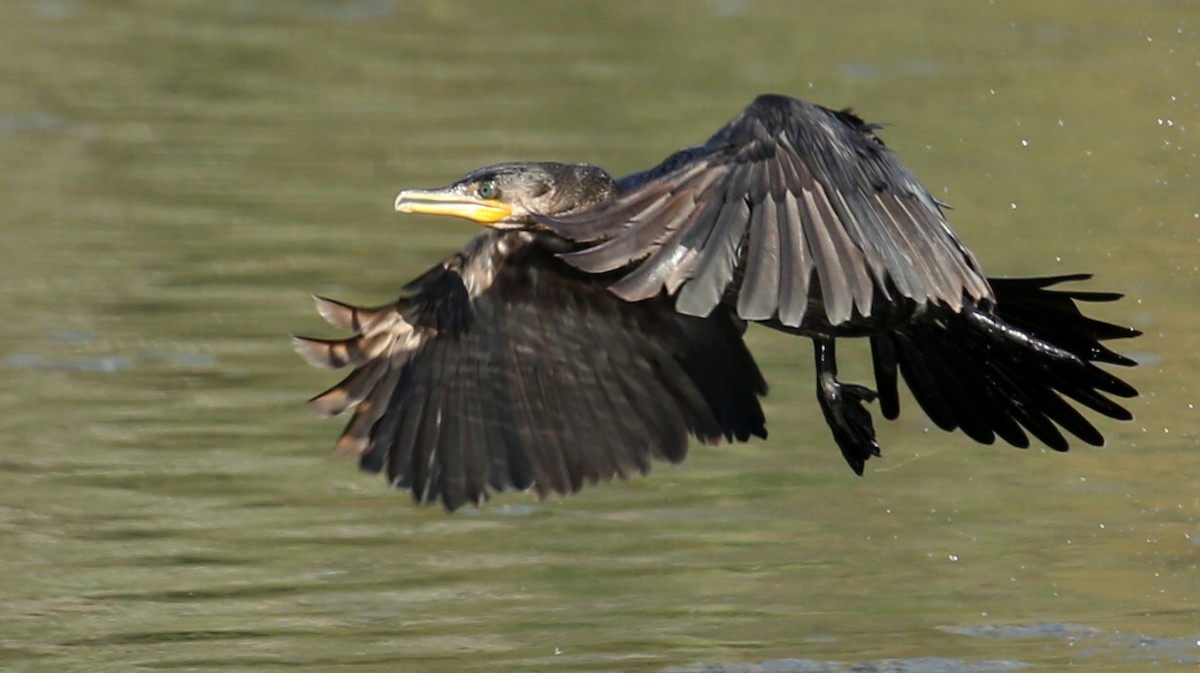 Cormorán Biguá - ML617265946