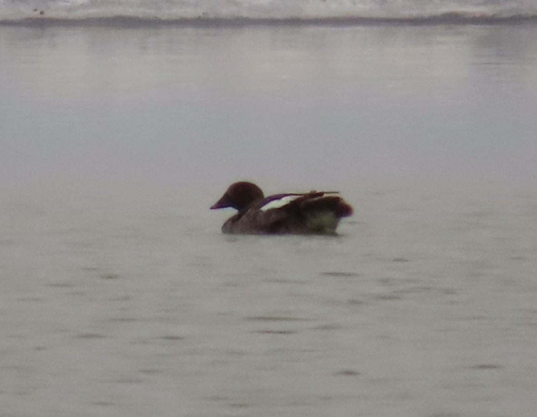 Common Goldeneye - ML617265951