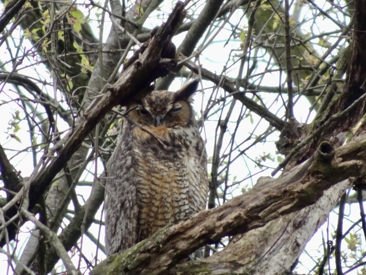 Great Horned Owl - ML617265974
