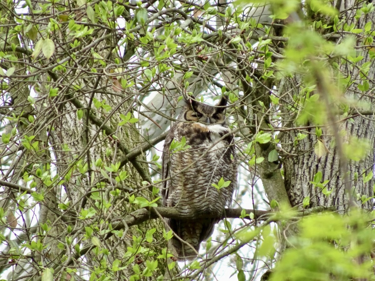 Great Horned Owl - ML617265975