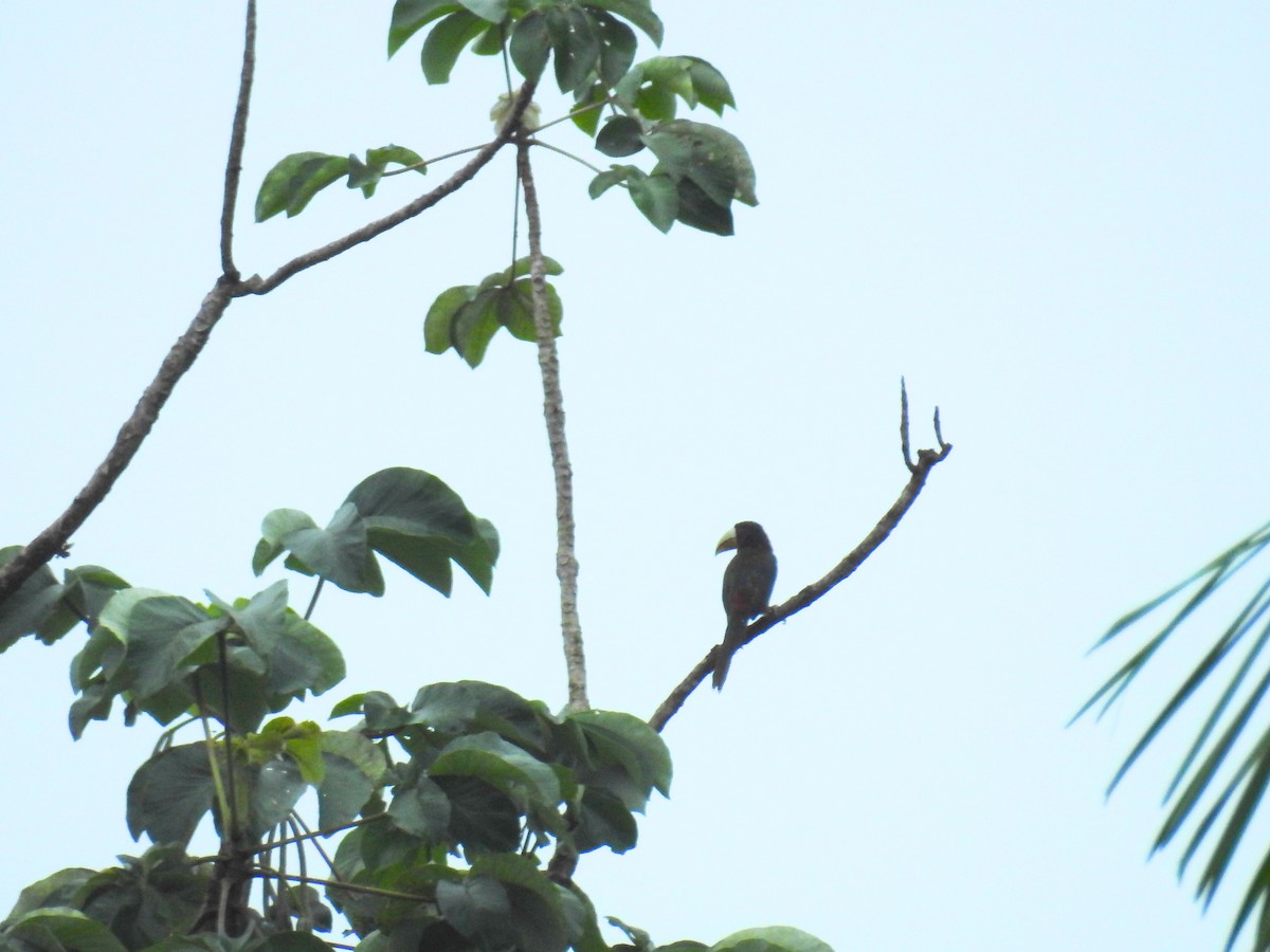 Ivory-billed Aracari (Brown-billed) - ML617265987