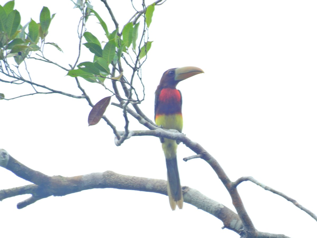 Ivory-billed Aracari (Brown-billed) - ML617265988