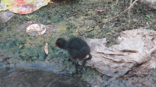 Gallinule poule-d'eau - ML617266012