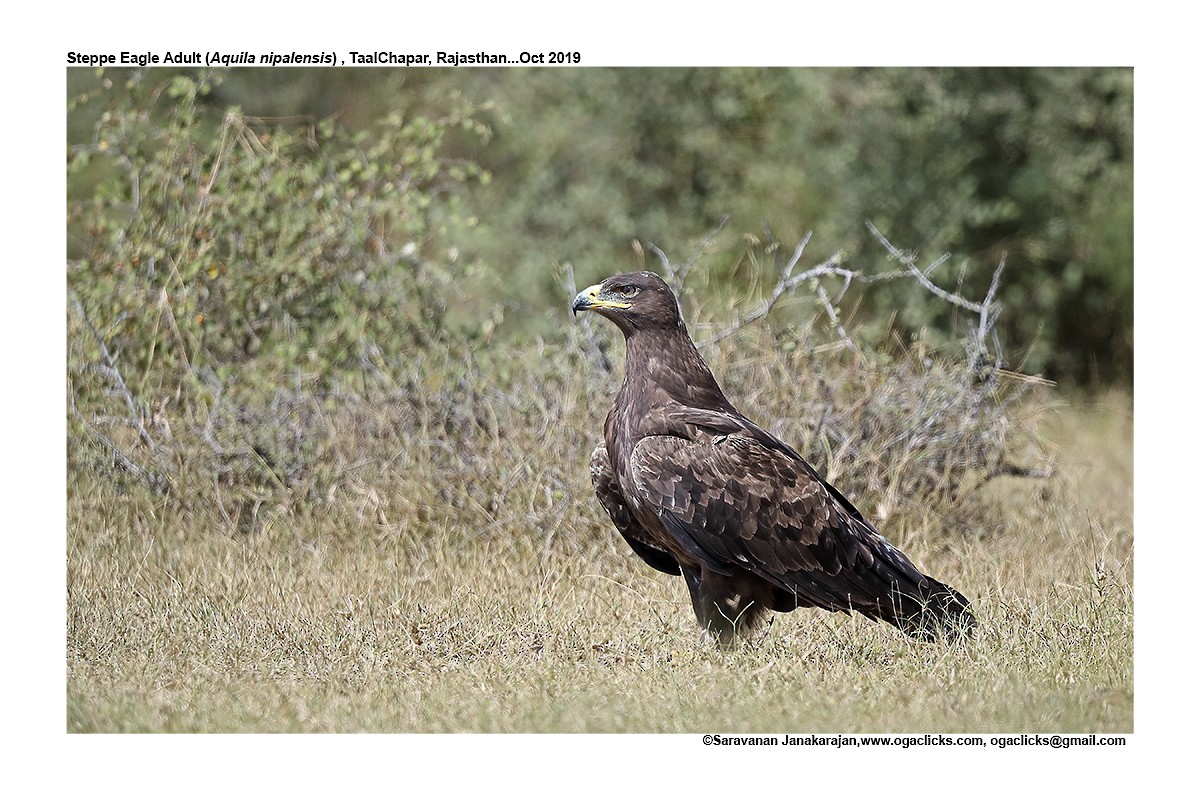 Steppe Eagle - ML617266015