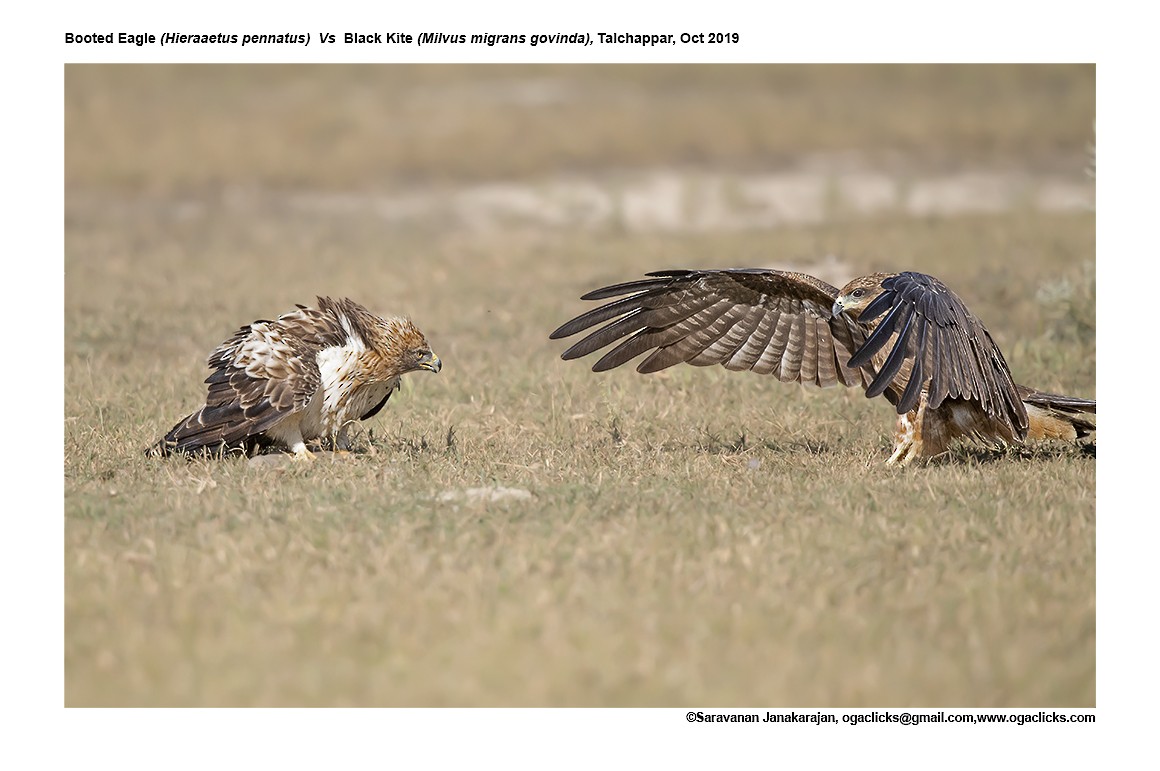 Black Kite - ML617266056