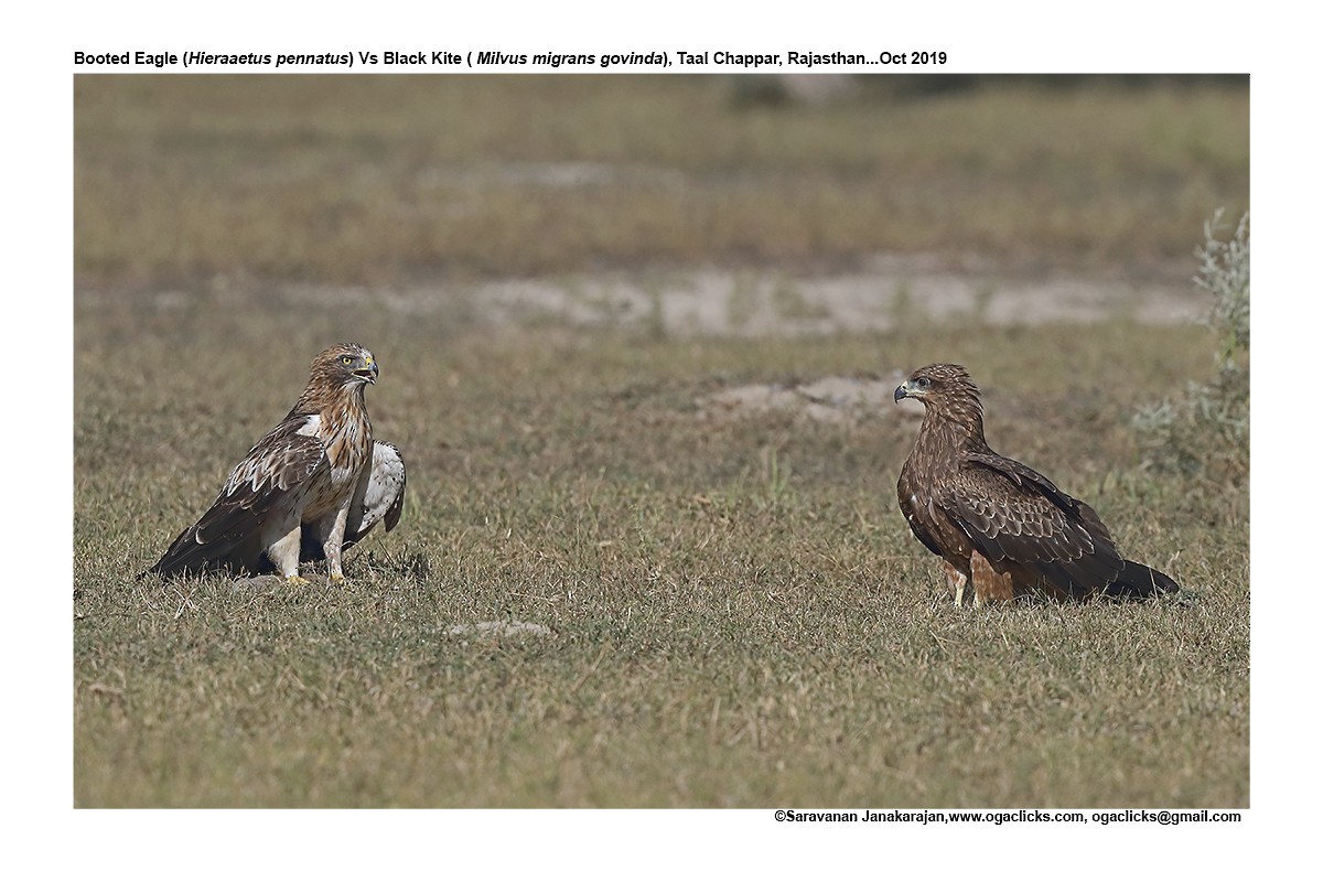 Black Kite - ML617266060