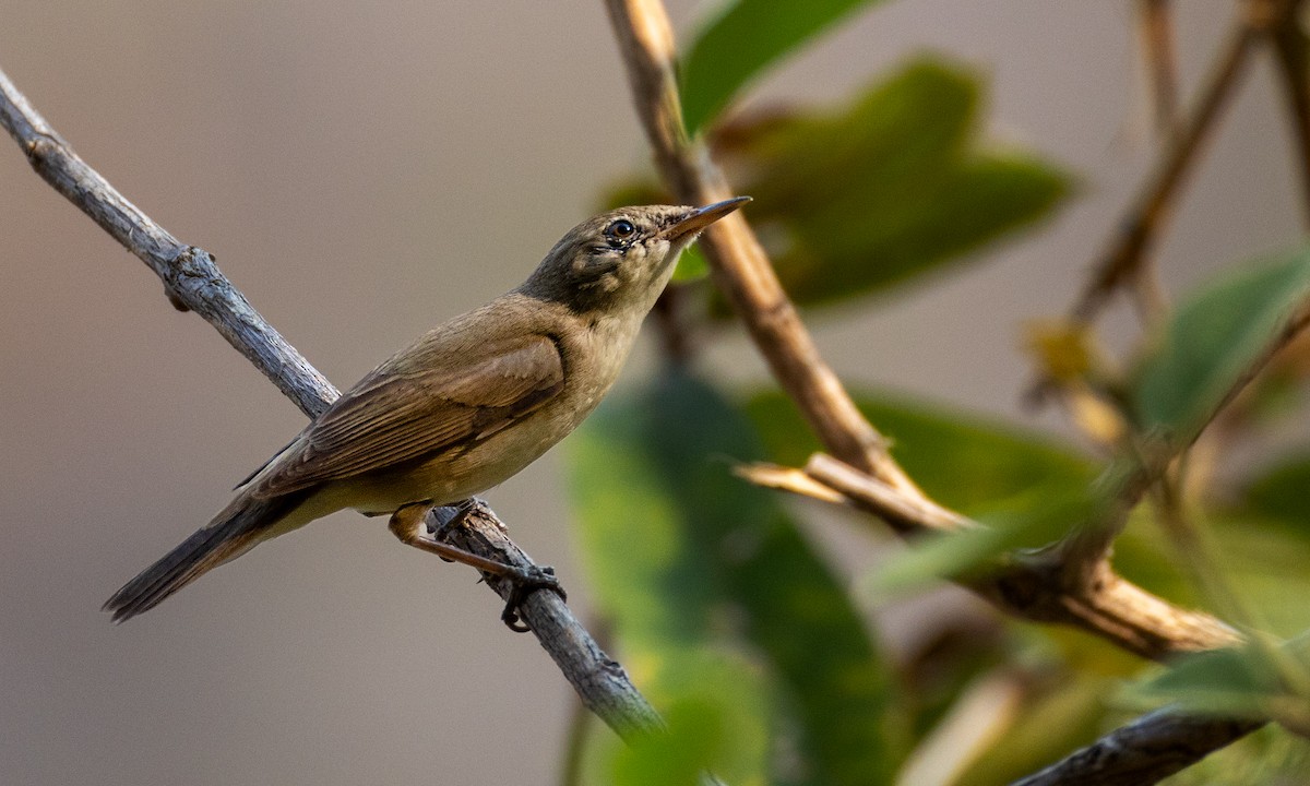 Sykes's Warbler - Naresh Vadrevu