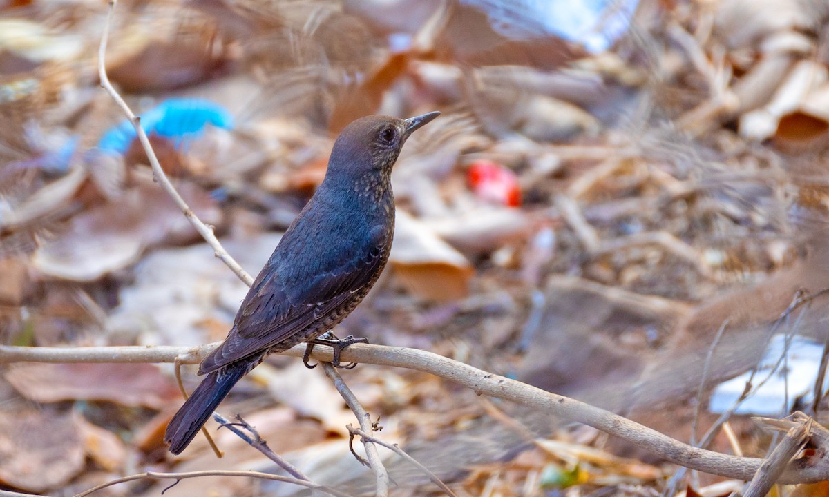 Blue Rock-Thrush - Naresh Vadrevu