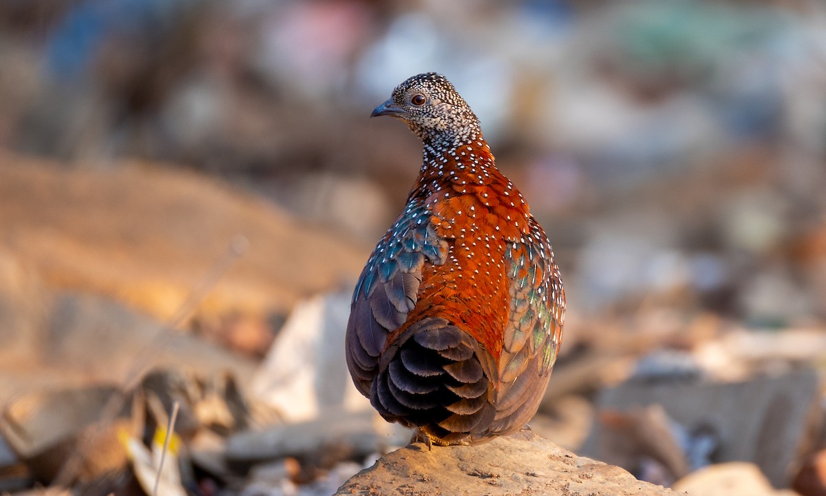 Painted Spurfowl - Naresh Vadrevu