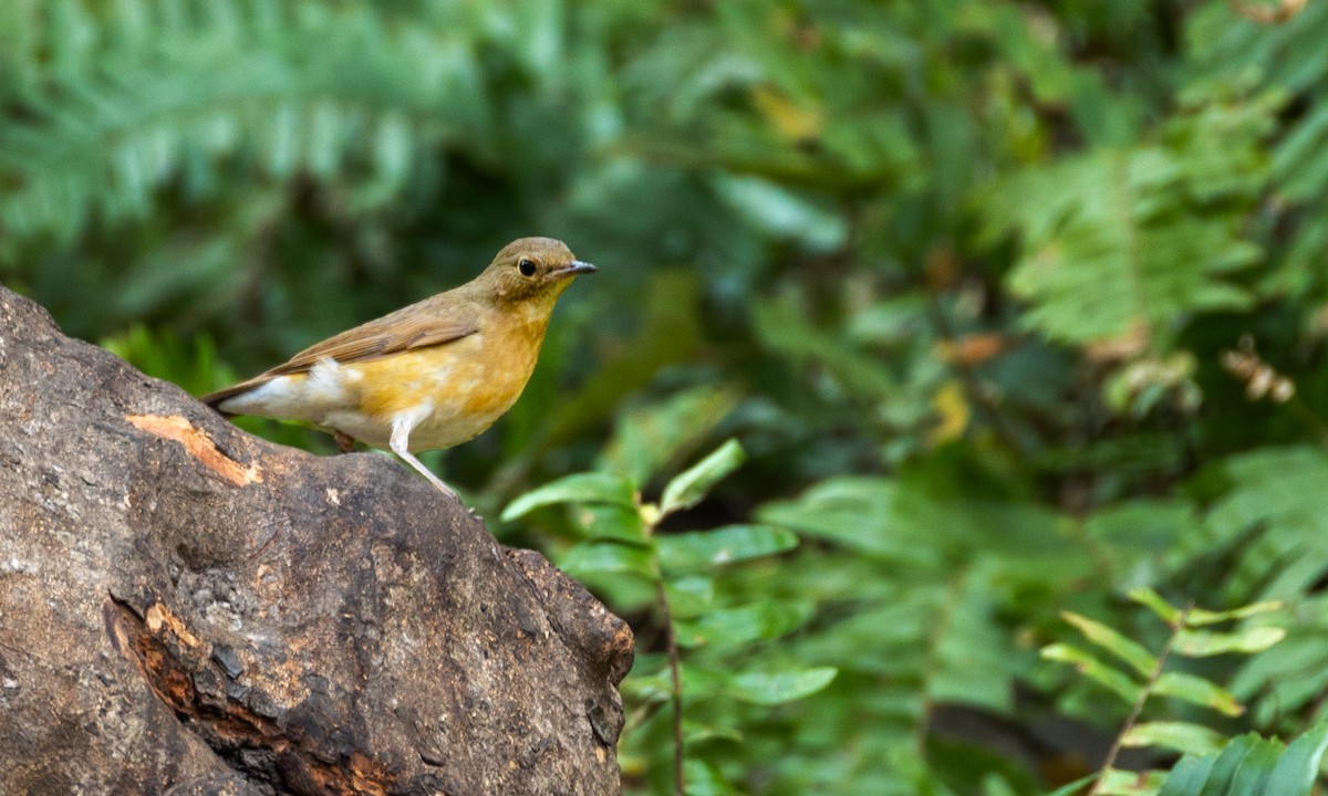 Indian Blue Robin - Naresh Vadrevu