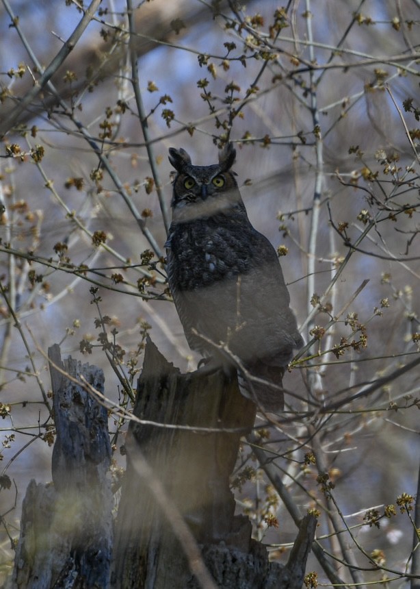 Great Horned Owl - ML617266135