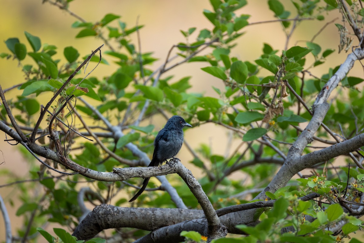 White-bellied Drongo - Naresh Vadrevu