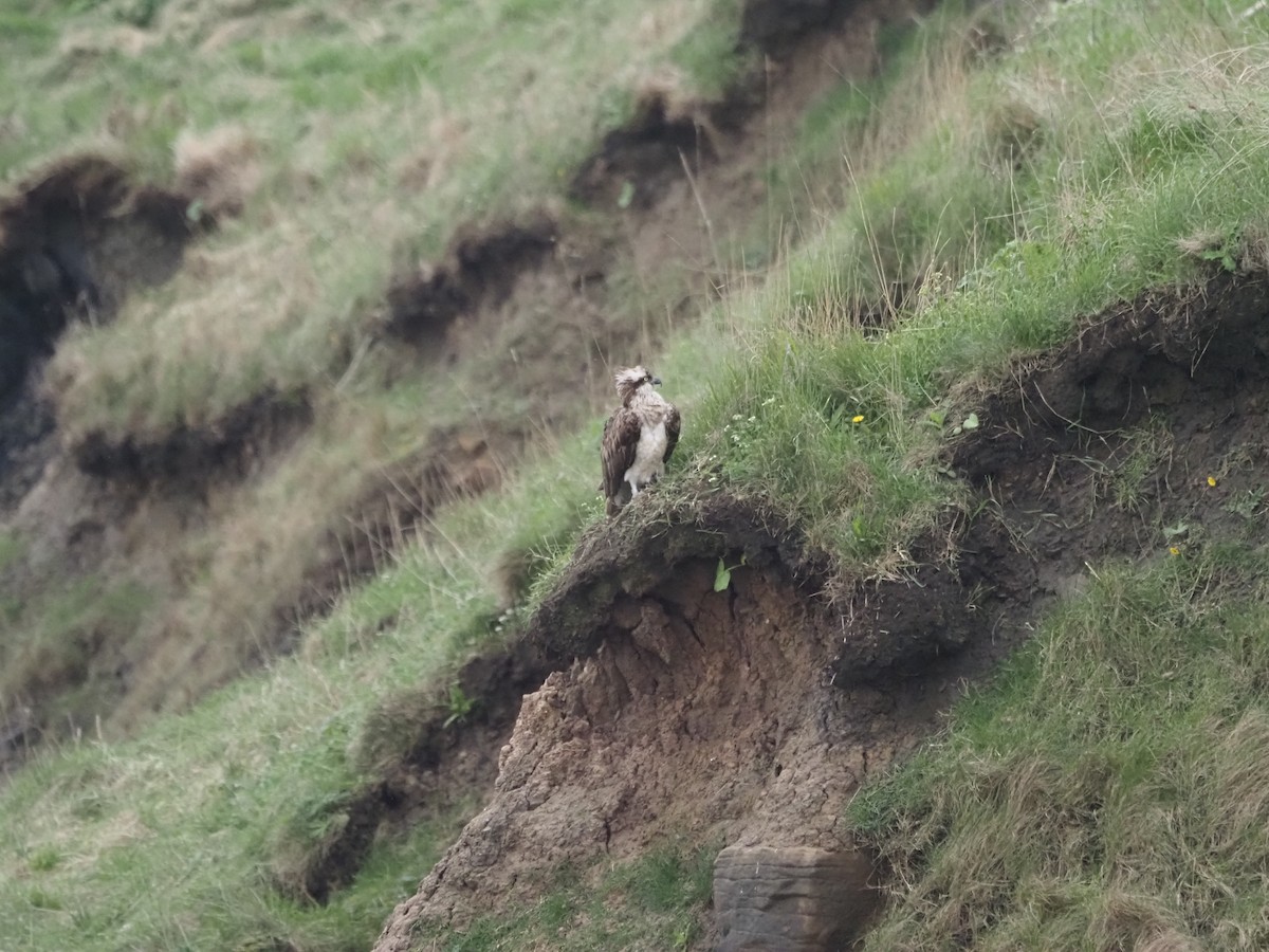 Osprey - ML617266138