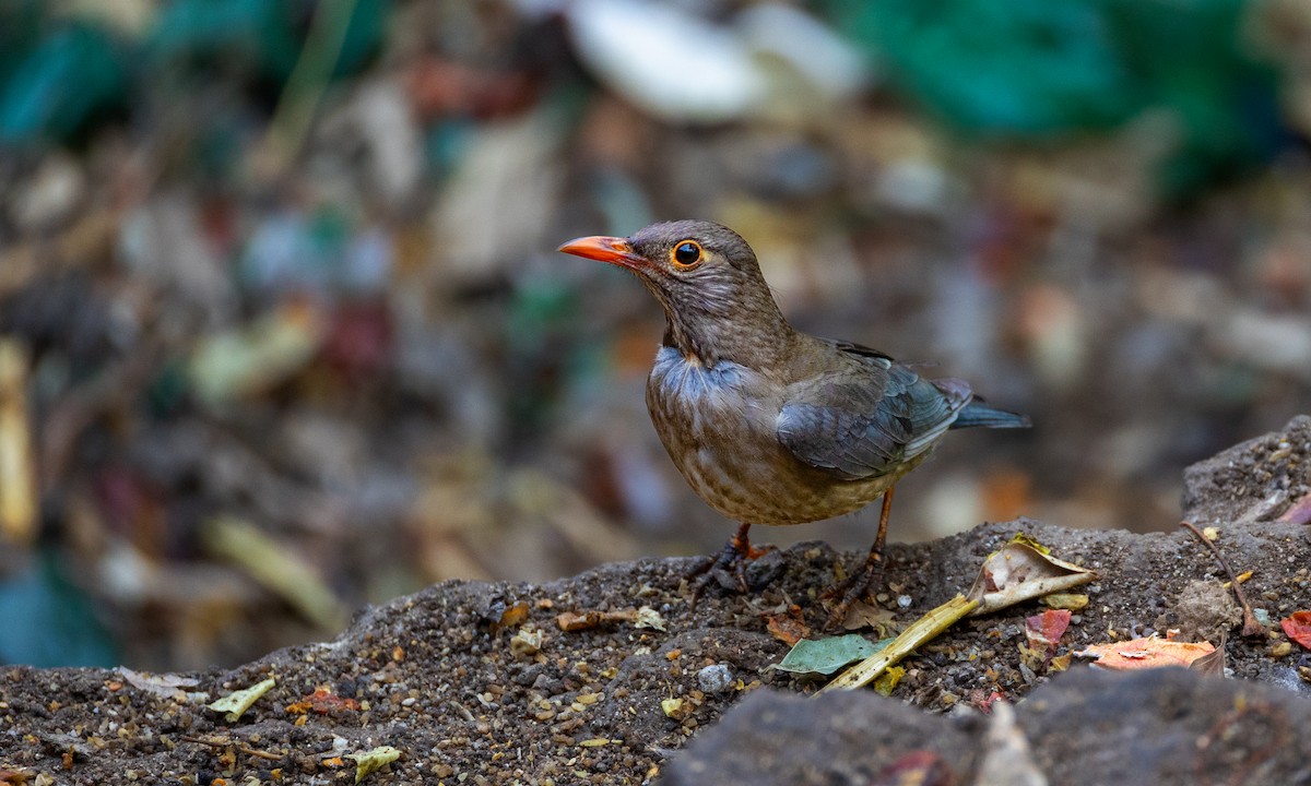 Indian Blackbird - Naresh Vadrevu