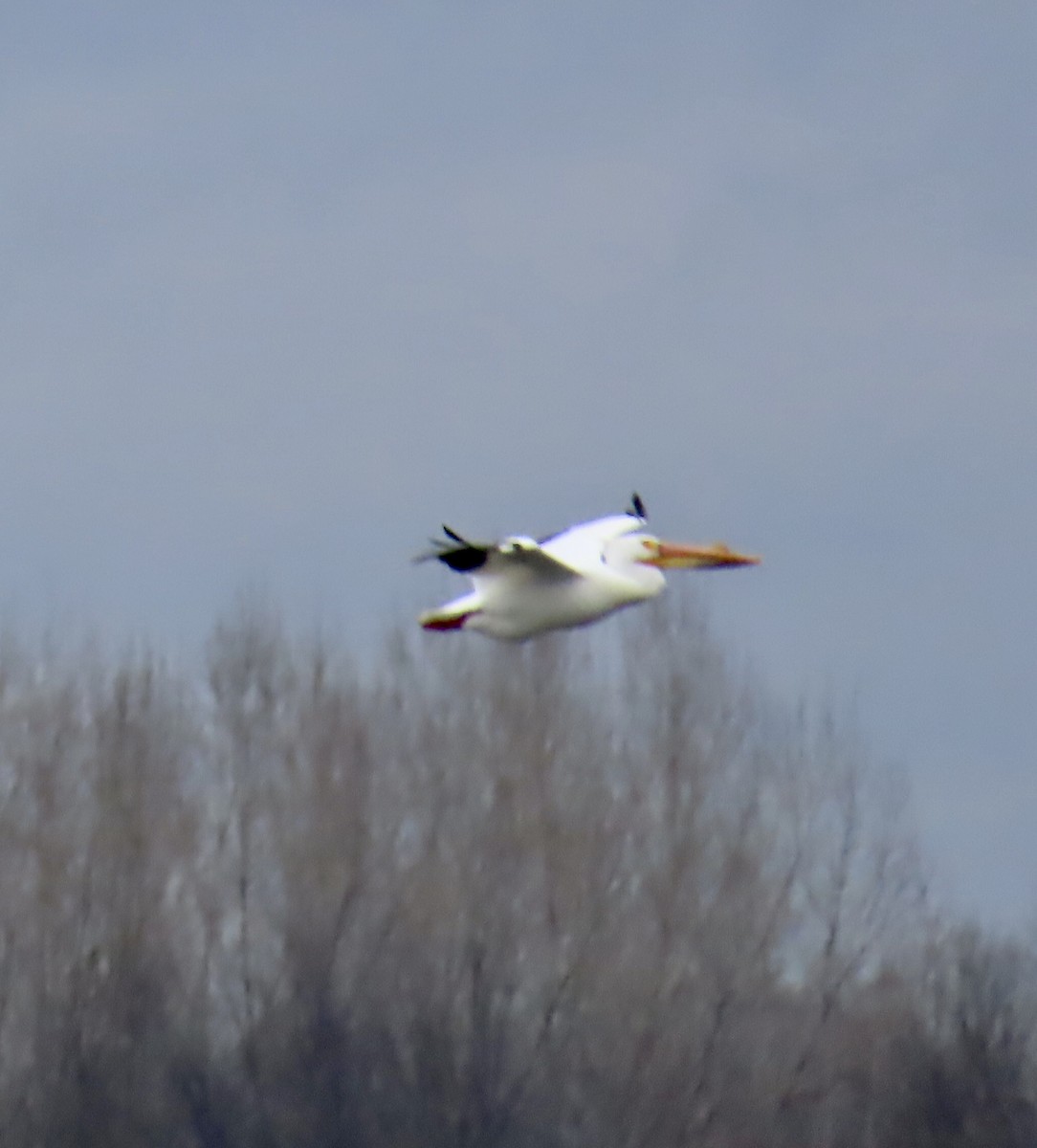 American White Pelican - ML617266174