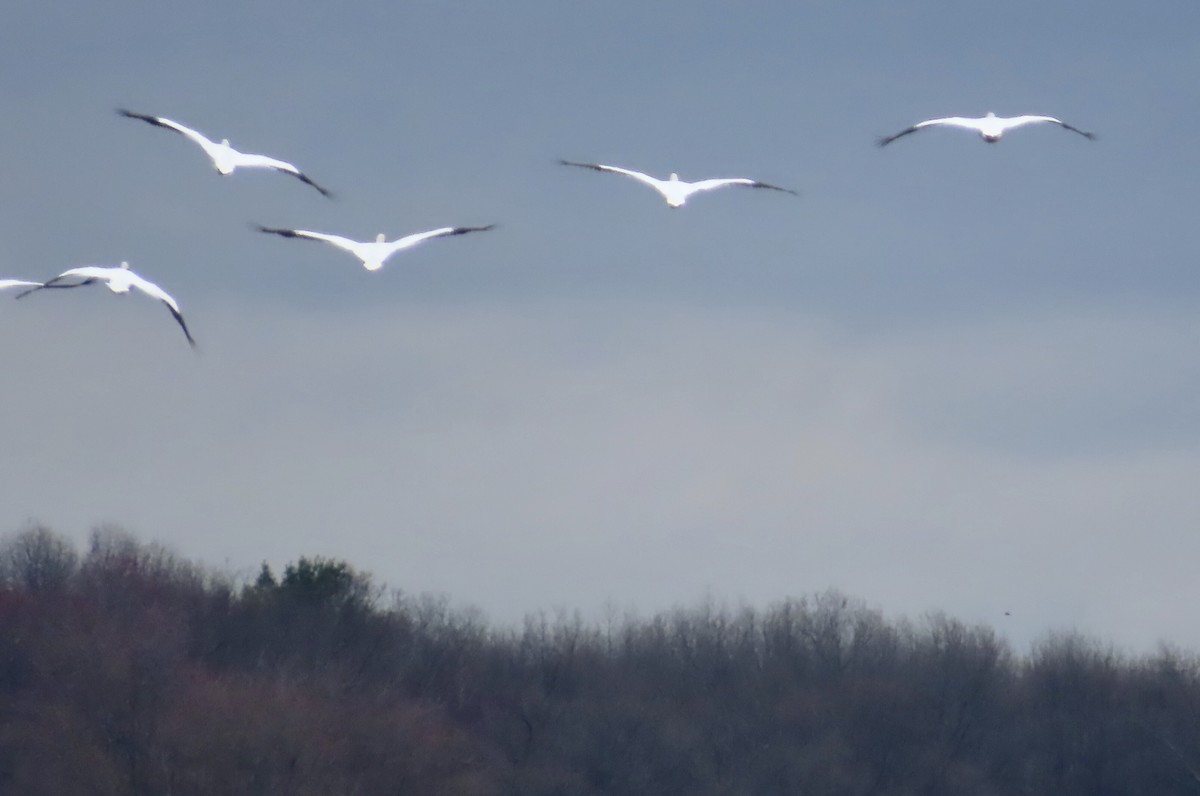 American White Pelican - ML617266175