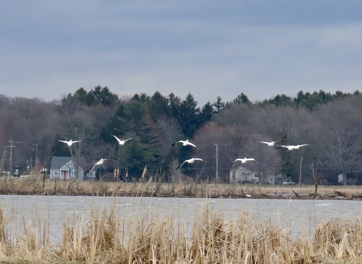 American White Pelican - ML617266177