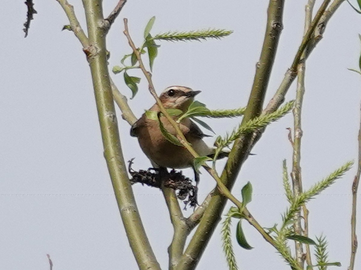 Northern Wheatear - ML617266195