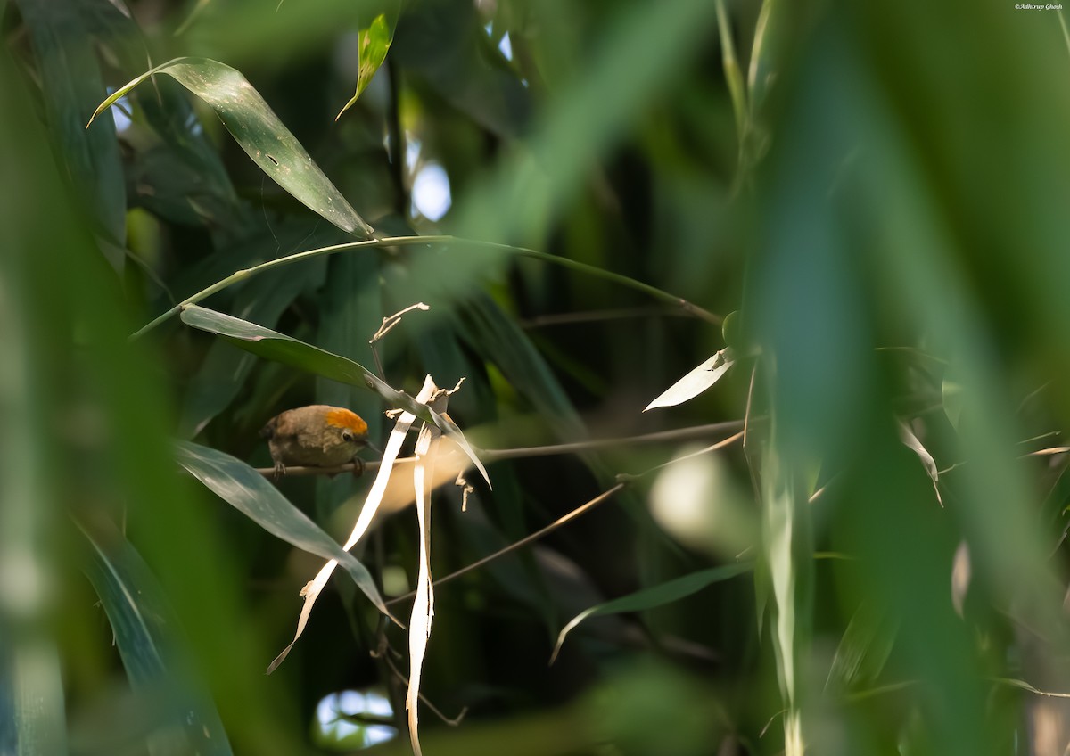 Buff-chested Babbler - ML617266202