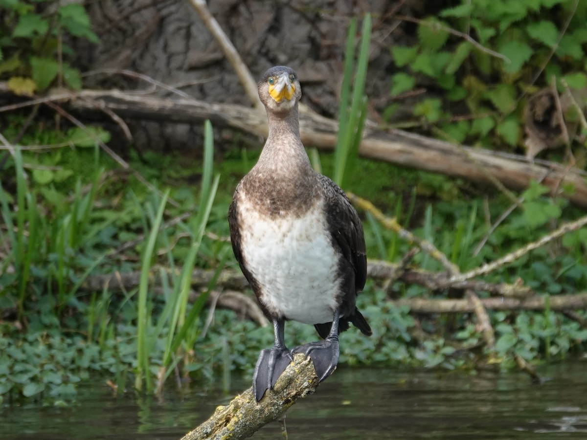 Cormorán Grande - ML617266204