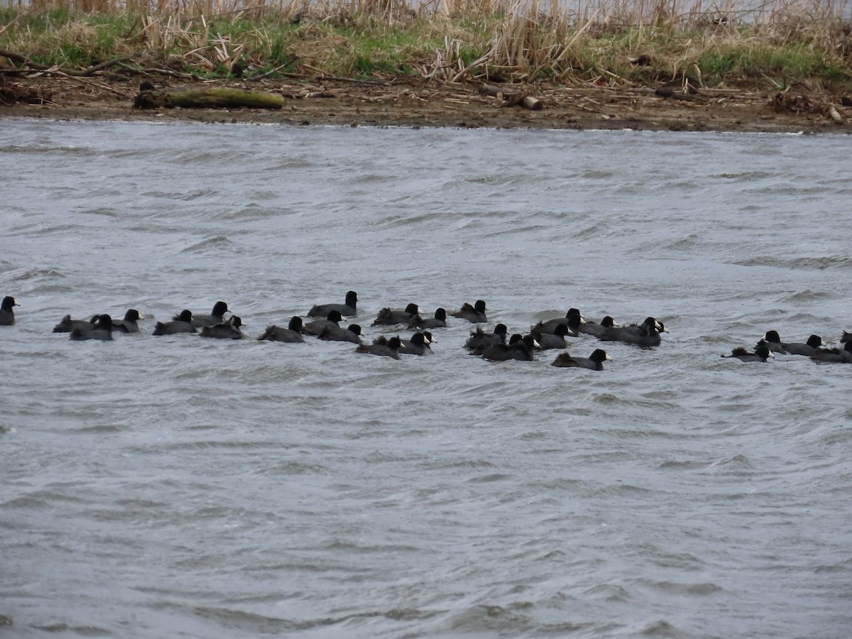 American Coot - Tom Black