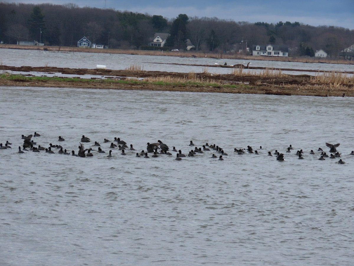 American Coot - ML617266216