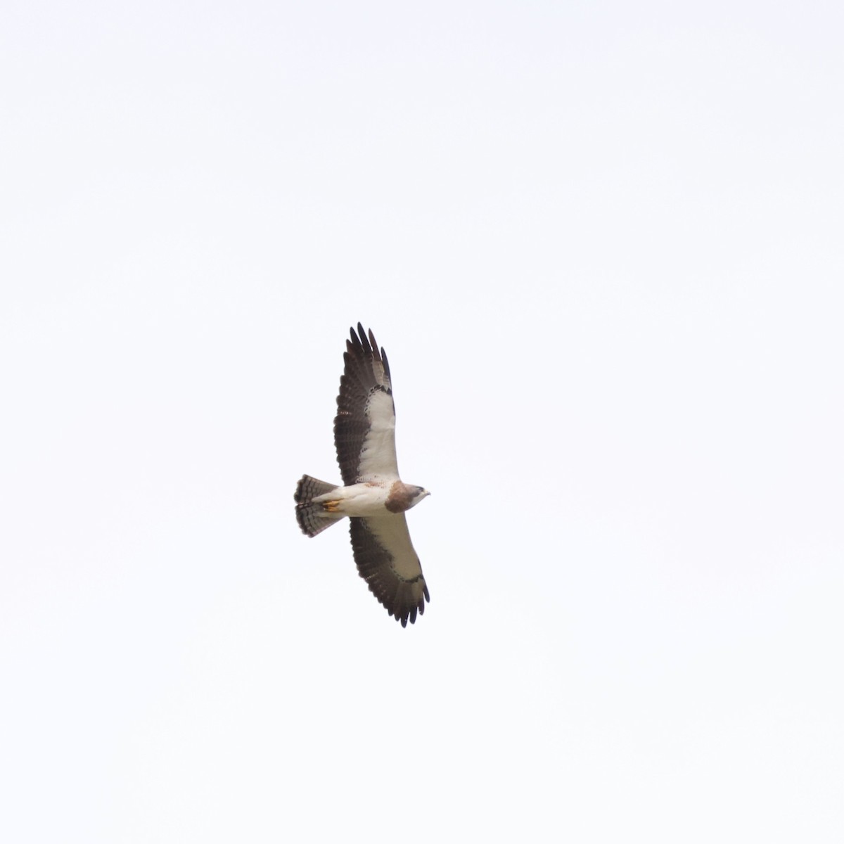 Swainson's Hawk - ML617266217