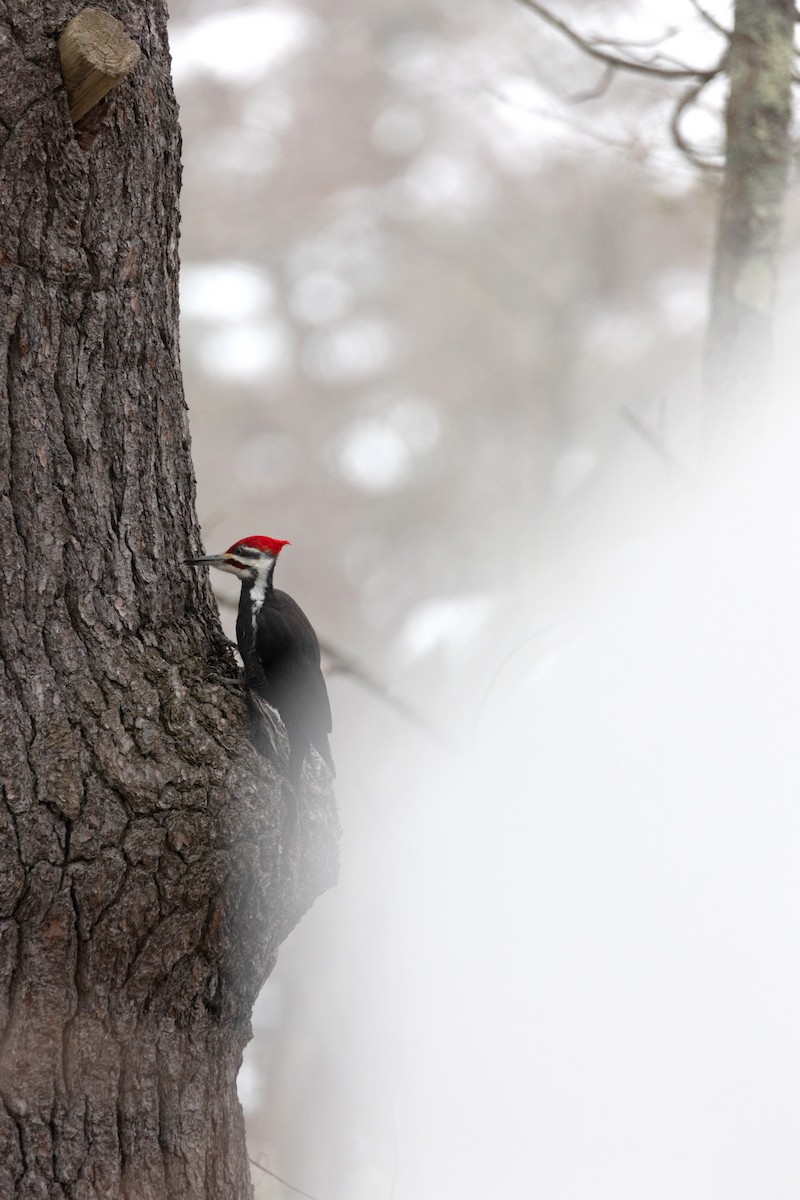 Pileated Woodpecker - Alicia MacLeay