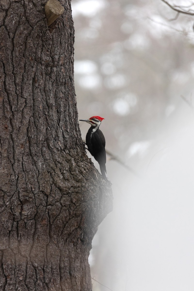 Pileated Woodpecker - Alicia MacLeay