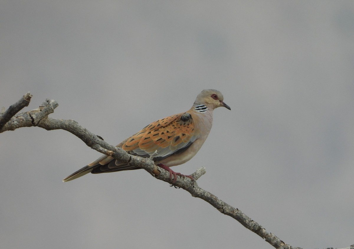 European Turtle-Dove - Xander Vissering