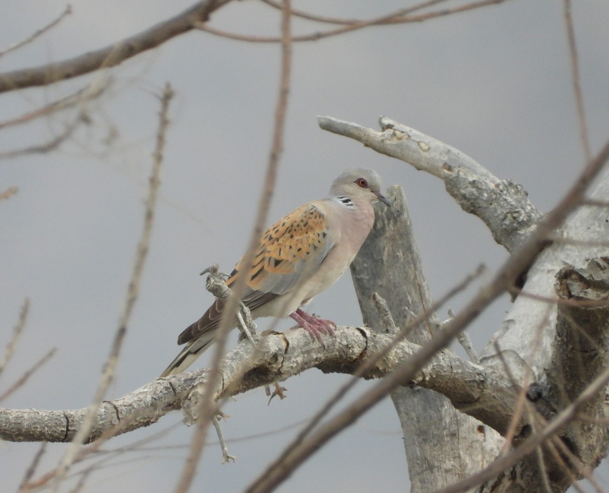 European Turtle-Dove - Xander Vissering