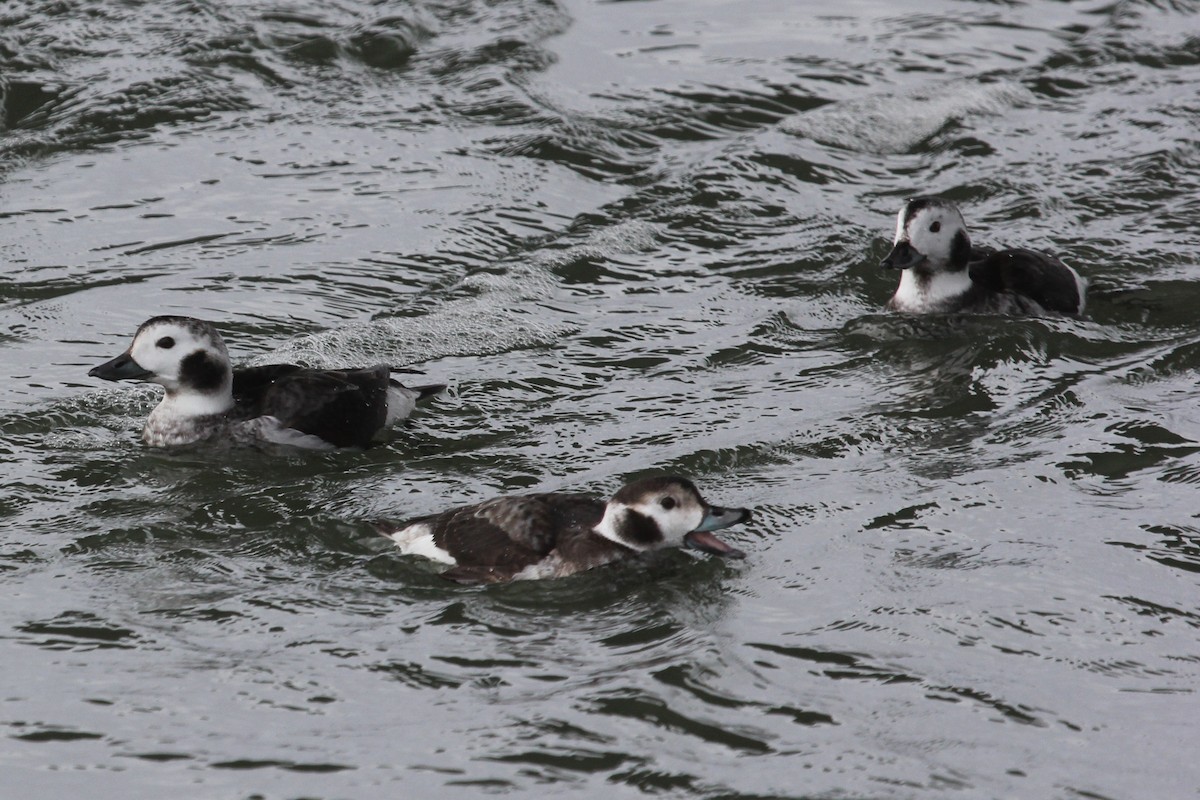 Long-tailed Duck - Lee Adams