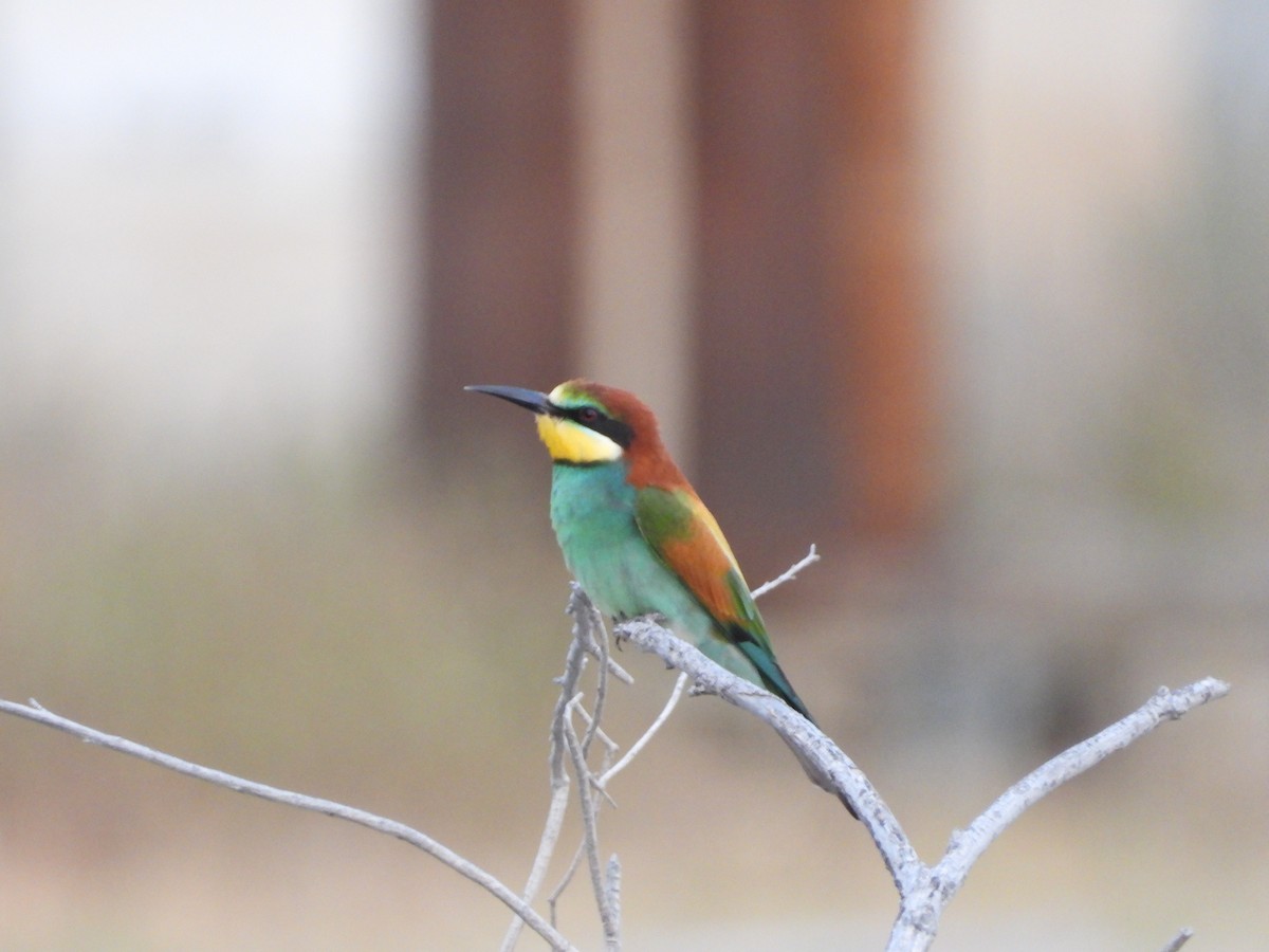 European Bee-eater - Xander Vissering