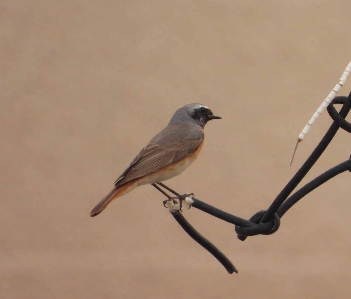 Common Redstart (Common) - Xander Vissering