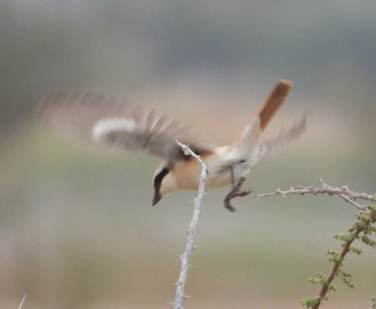 Red-tailed Shrike - ML617266321